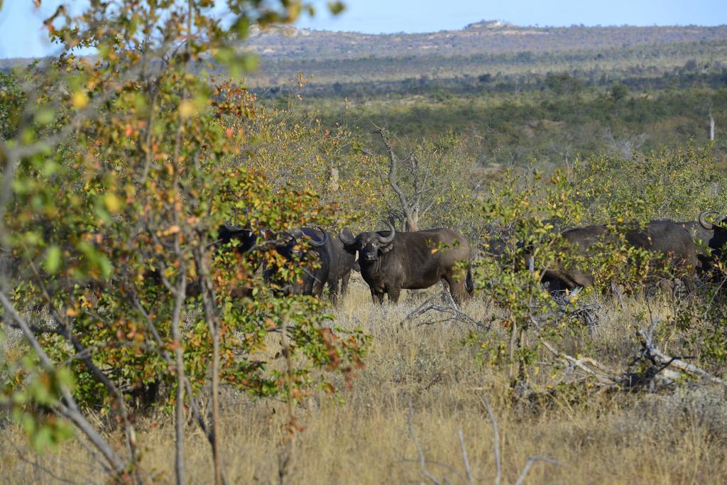 Mtomeni Safari Camp Hotel Phalaborwa Exterior photo